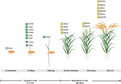 Weighted gene co-expression network analysis of nitrogen (N)-responsive genes and the putative role of G-quadruplexes in N use efficiency (NUE) in rice